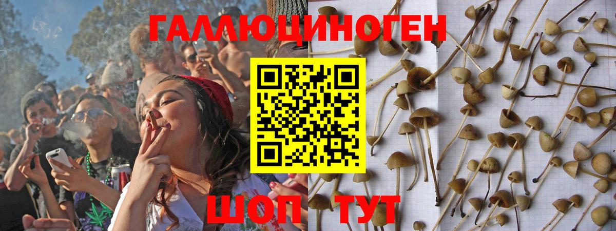 как найти наркотики  Псилоцибиновые грибы MAGIC MUSHROOMS  Вход с VPN  Вольск 